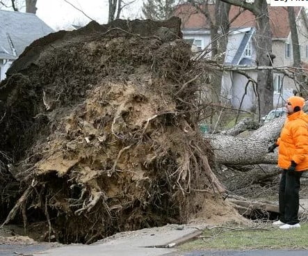 A man with an orange hat and coat looks at the base of large tree ripped out of the ground and sidewalk.