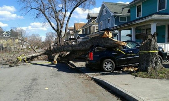 An SUV in a driveway on a suburban street with a snapped tree smashed through its back windshield.